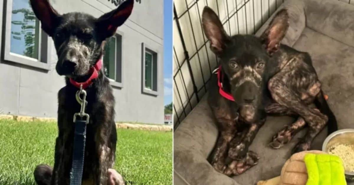 Starving Rescued Puppy Found On A Porch Finds Hope and a Loving Home