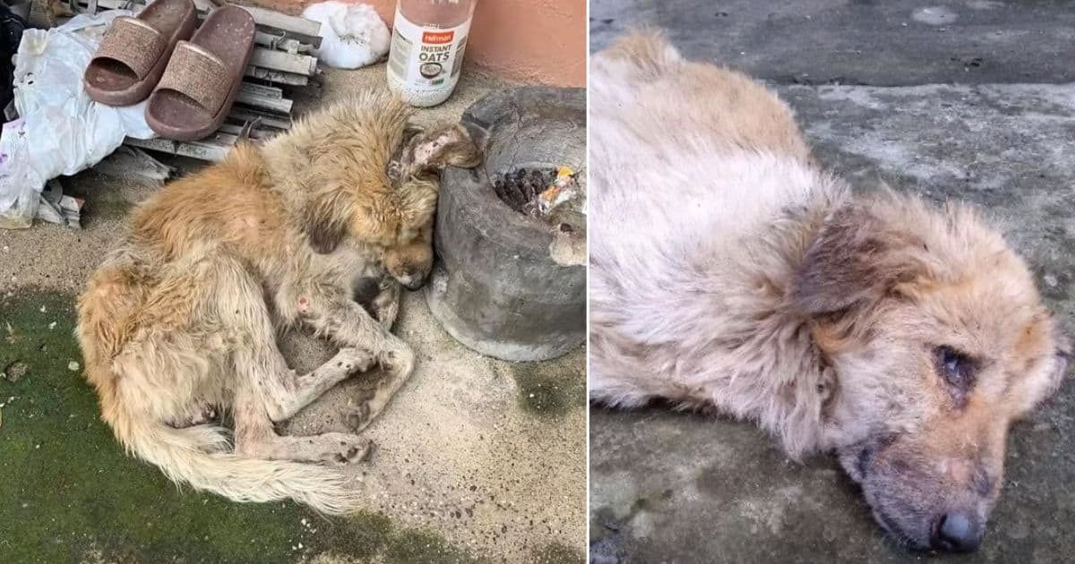 Injured Stray Dog Is Rescued By A Selfless Hero And Given New Hope For Life