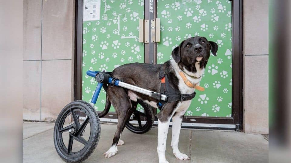 Brave Dog On Wheels Still Believes In Love And Waits For His First Home