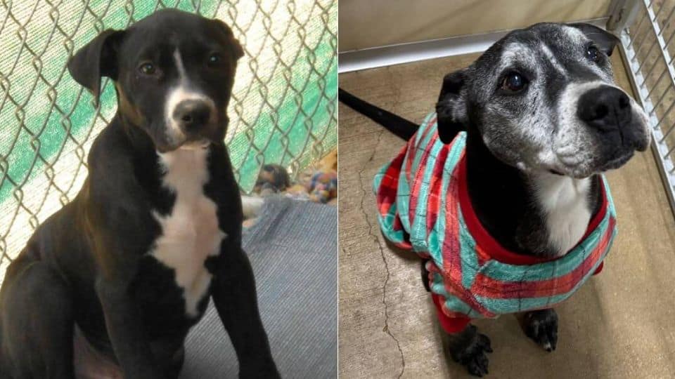 Shelter Dog Waited Ten Years for a Home and These Photos Tell His Story