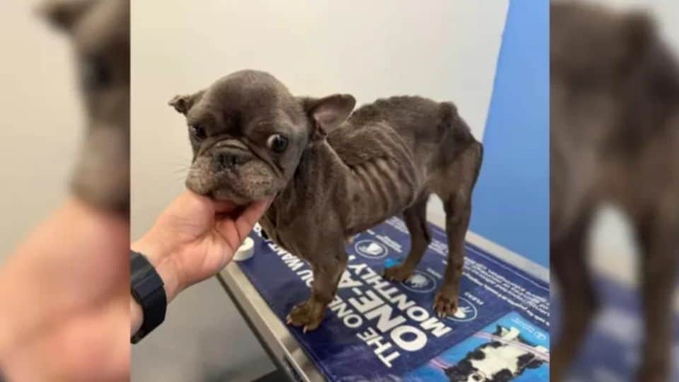 Sweet Potato Was Deemed ‘Too Broken’ Until A Miracle Saved Her