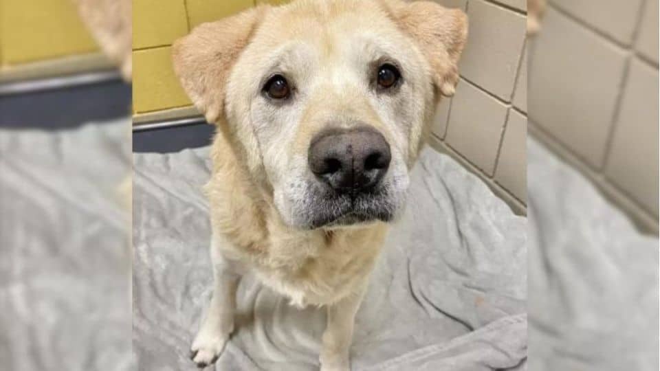 Senior Dog Returned 8 Times Finally Gets The Happy Ending He Deserves