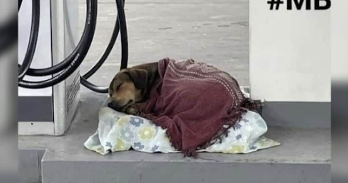 Gas Station Attendant’s Gentle Gesture Warms A Stray Dog On A Cold Winter Day