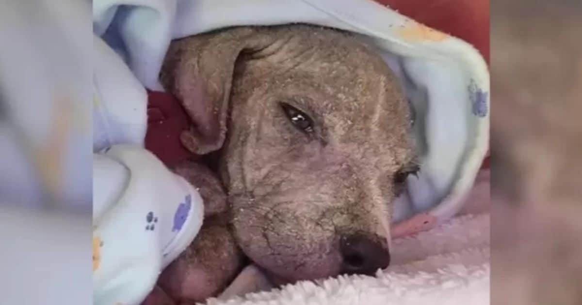 Newborn Puppy Found Crying in a Ditch Thrives in Loving Forever Home
