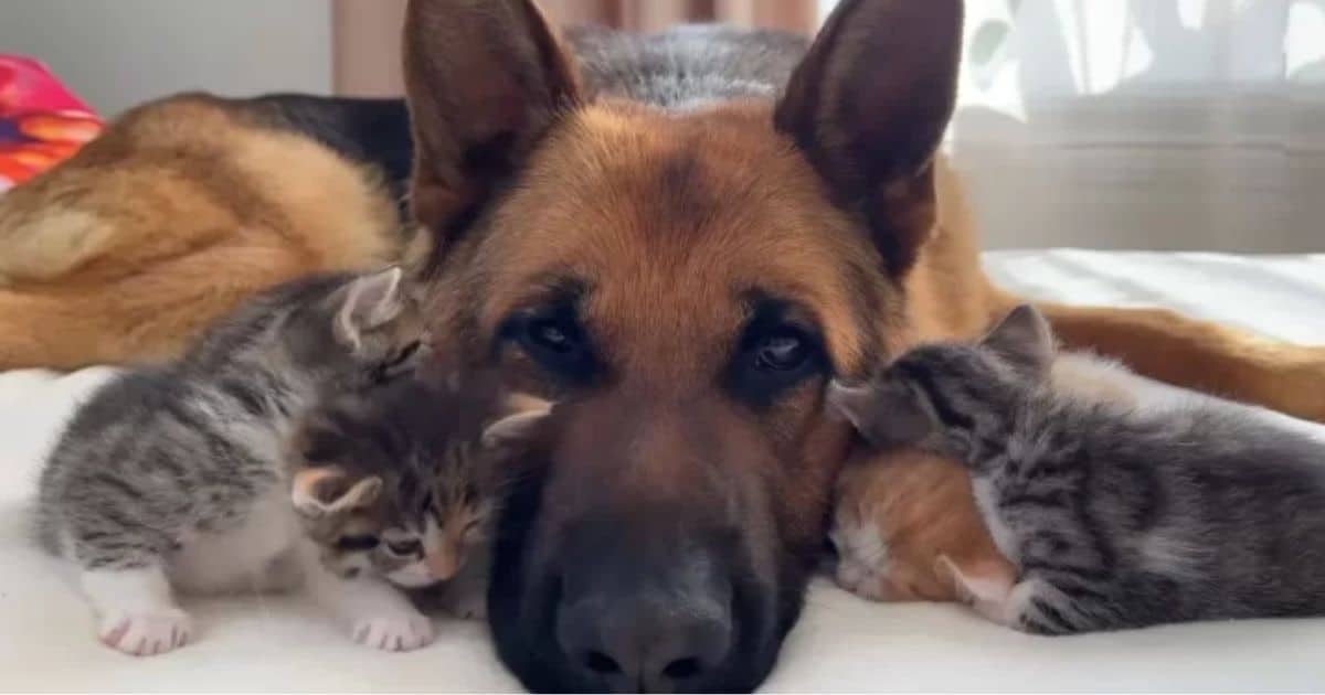 Watch This German Shepherd’s Sweet Reaction with Little Kittens