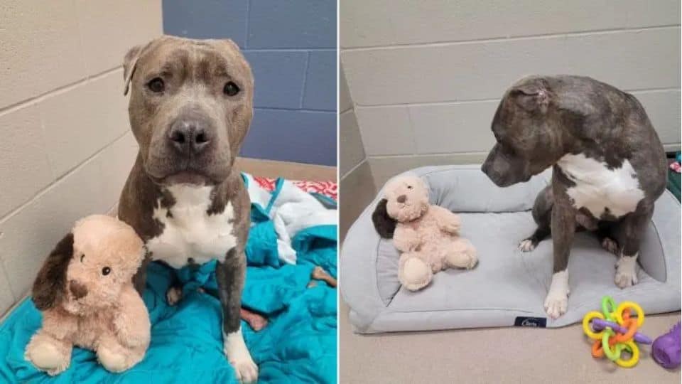 Dog With a Missing Ear Starts a New Life With His Forever Dad
