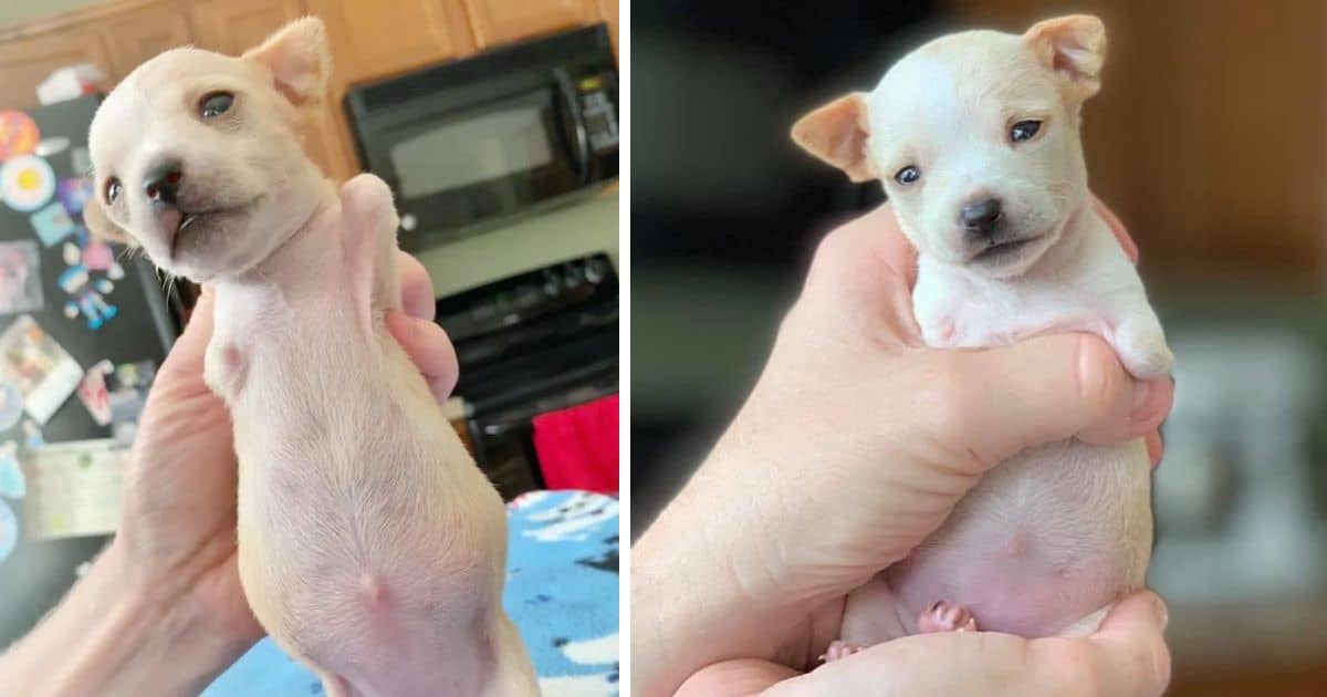 The Heartwarming Journey of a Two-Legged Puppy Finding His Place in the World