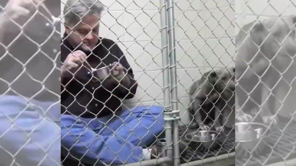 Shelter Dog Too Afraid To Eat Finds Comfort In A Vet’s Quiet Kindness