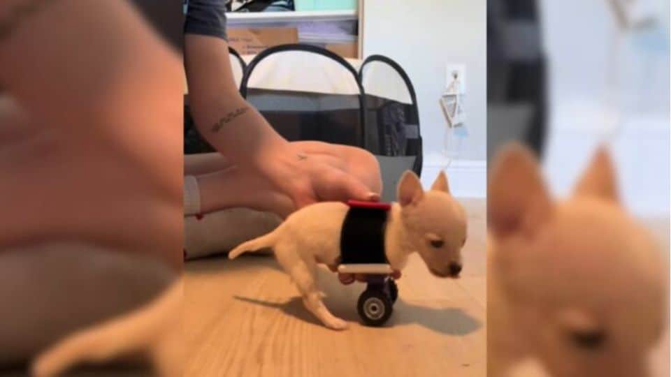 Florida Chihuahua With No Front Paws Learns To Walk And Brings The Internet To Tears