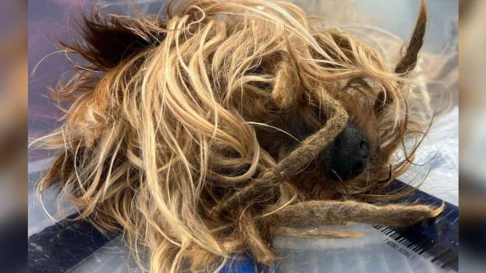Brooklyn Yorkie Spent Years Alone Until One Call Changed Everything