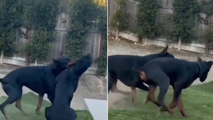 California Man Films His Dogs Playing — Then One Unexpected Splash Has Everyone Laughing