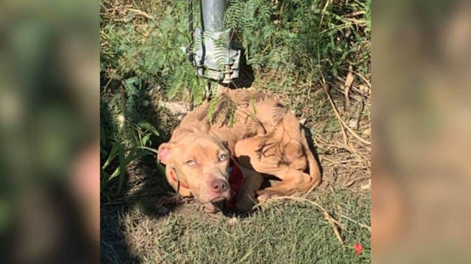 Tiny Puppy Left Tied and Alone Finds Hope in a Stranger’s Kindness