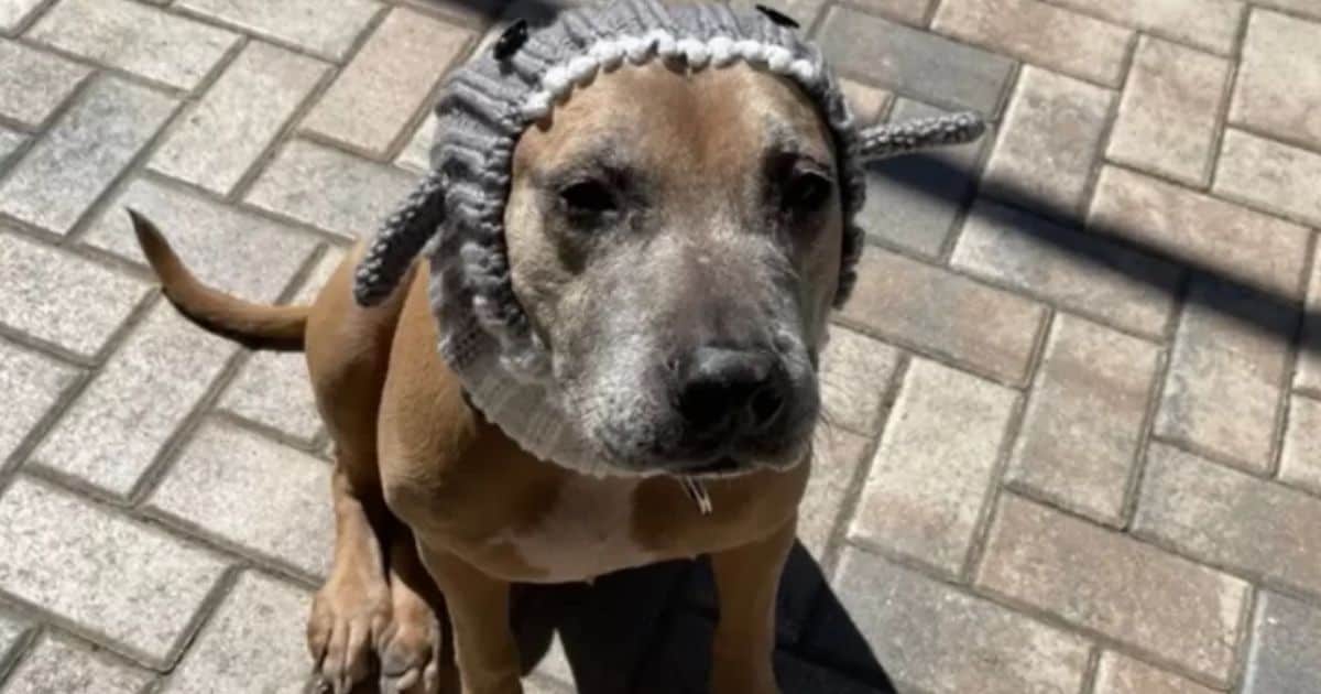 Sweet Pit Bull Overlooked at Adoption Event Finally Finds Forever Home