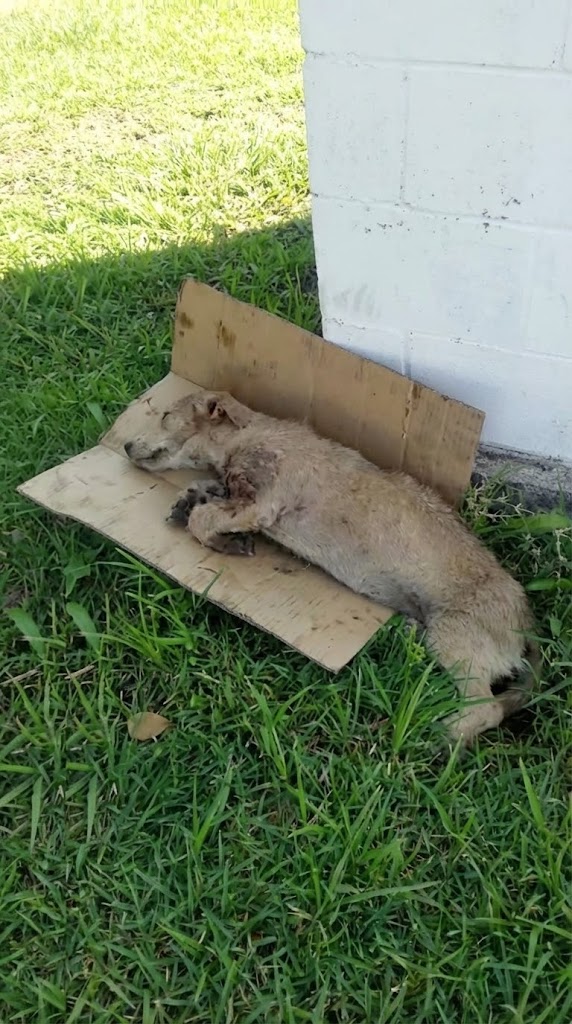She Was Sealed Inside a Cardboard Box Beside the Road — But One Stranger Refused to Drive Past