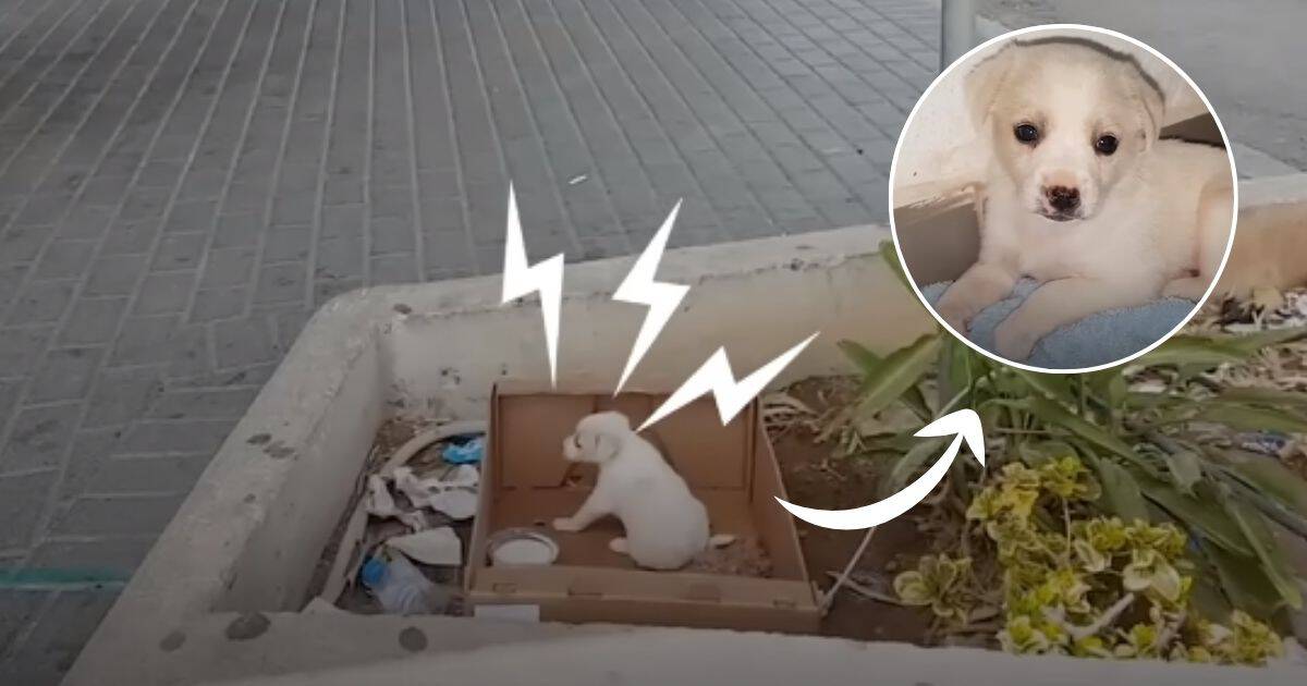 Tiny Puppy Left to Suffer Outside Supermarket Cried Out For Help
