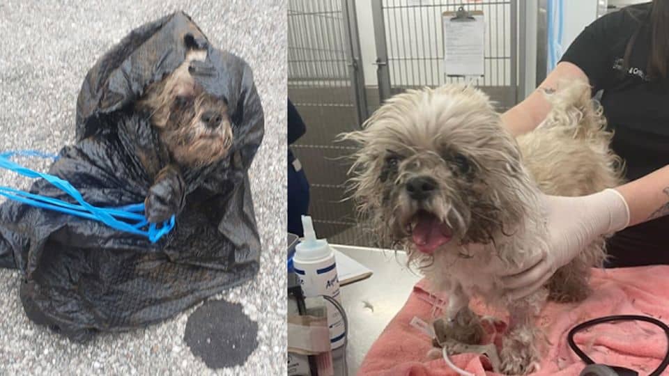 Sixteen-Year-Old Shih Tzu Survives Cruel Abandonment and Begins Her Healing Journey