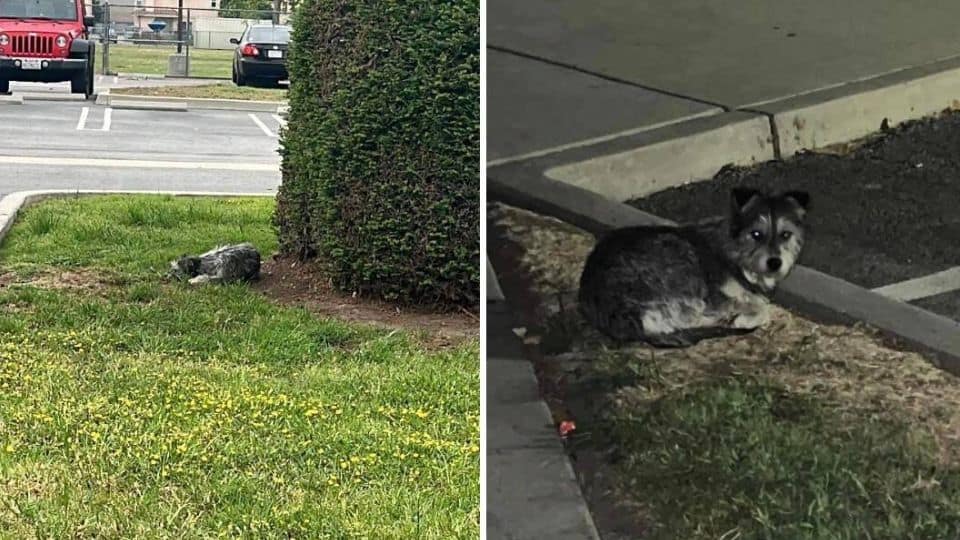 Dog Abandoned at a Schoolyard Finds Safety and Love After Weeks Alone