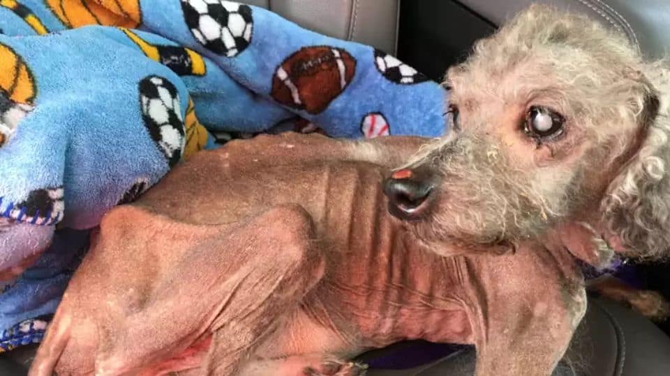 Neglected and Malnourished, a Dog Struggled to Remember How to Eat