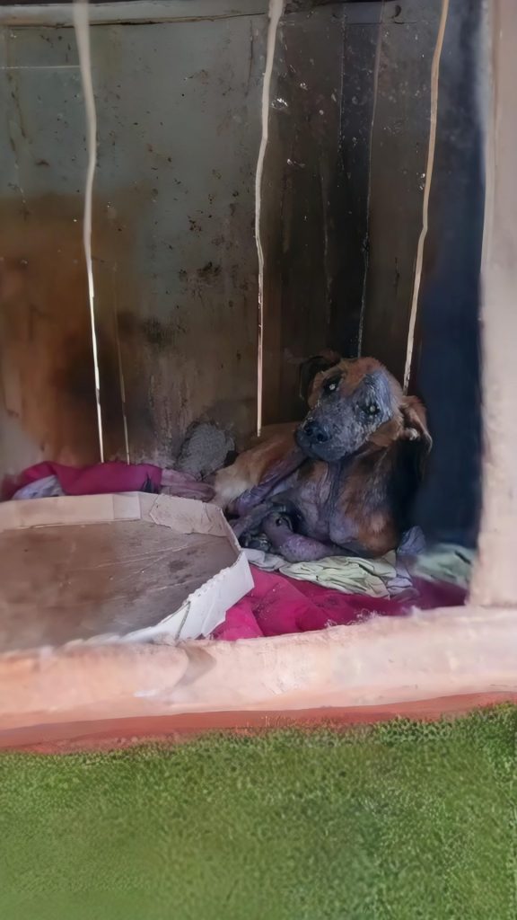 She Waited in the Same Spot Every Day — Until Someone Finally Saw Her