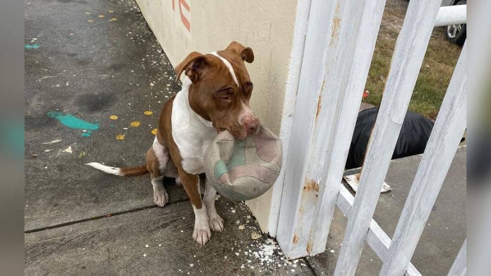 Heartfelt Apology From A Dog Melts An Entire School’s Heart