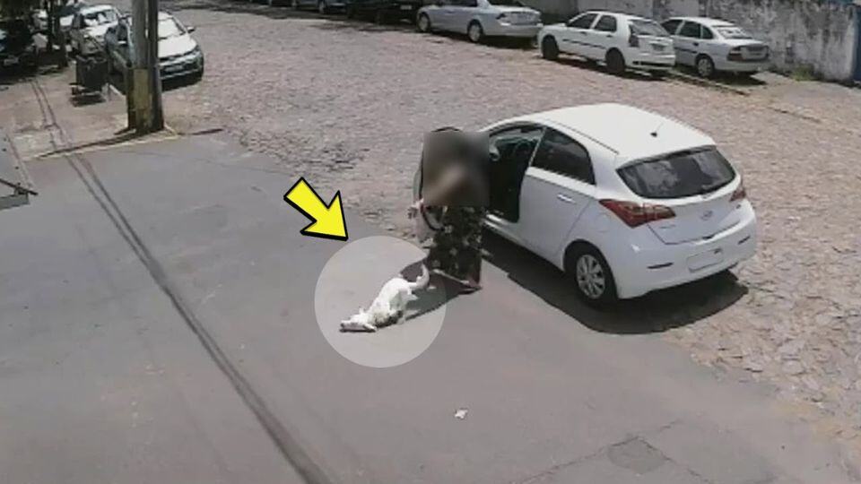 Crippled Pup Chased After the Car That Left Him Behind Now Lives The Happiest Life