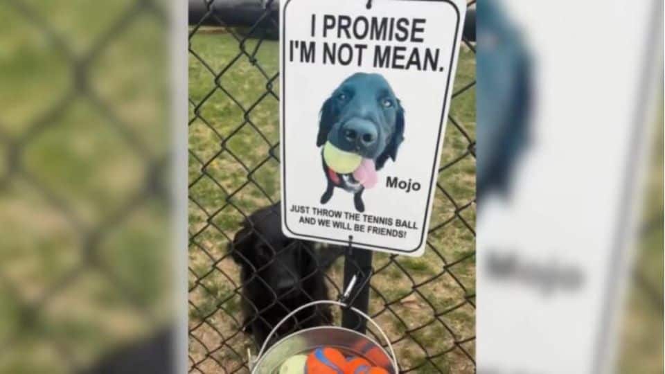 From Shy Rescue Dog to Neighborhood Star with a Bucket of Tennis Balls