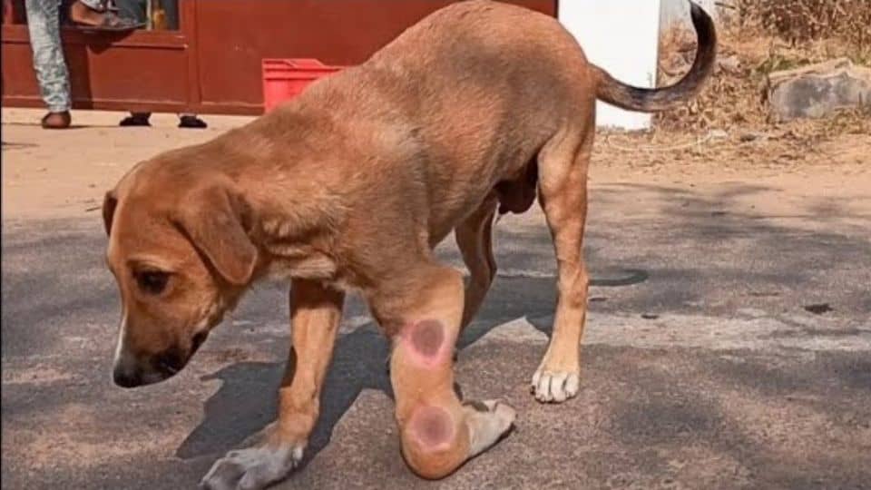 Found in Agony, Rescued in Love: This Pup’s Brave Journey Begins