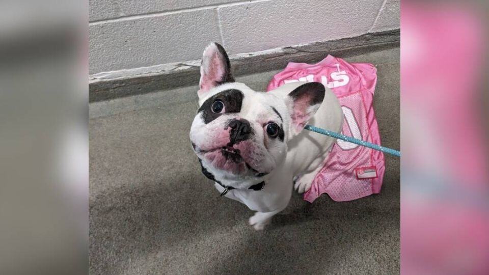 The Challenging Puppy Everyone Will Love: Ralphie’s Journey to Finding a Family