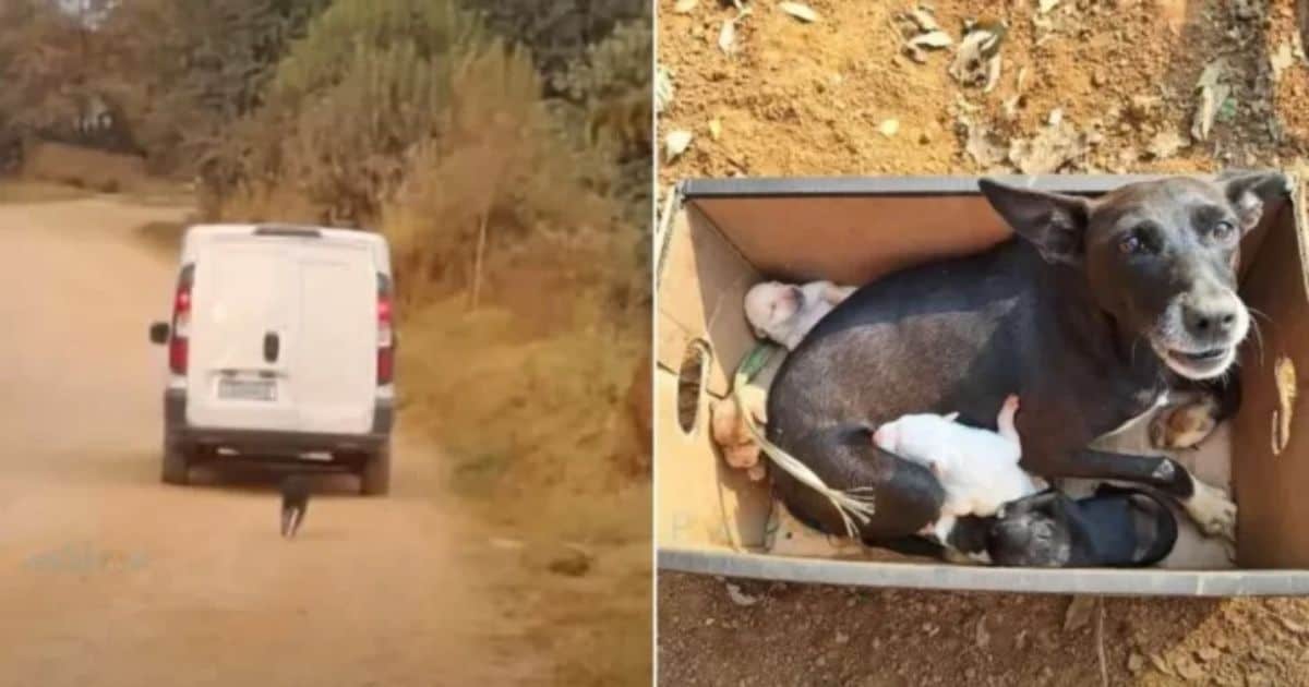 Heartbroken Mama Dog Chases After Her Owner’s Car After Being Dumped With Her Puppies