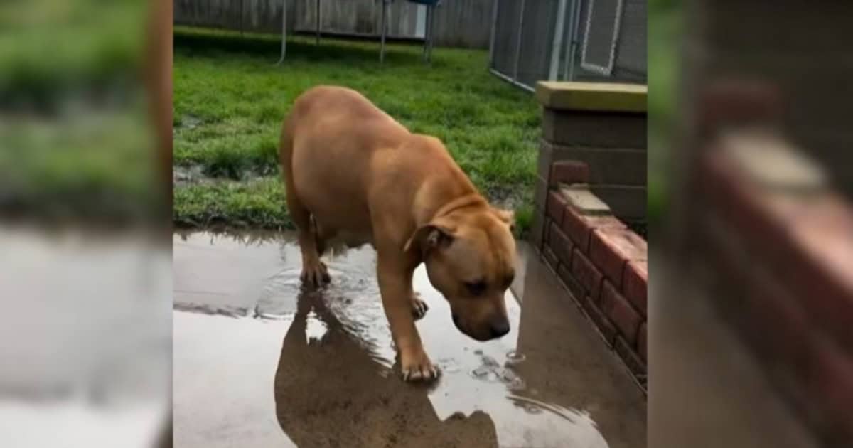 Pregnant Pit Bull Rescued Just 47 Minutes Before Euthanasia, Now She’s Living Her Best Life