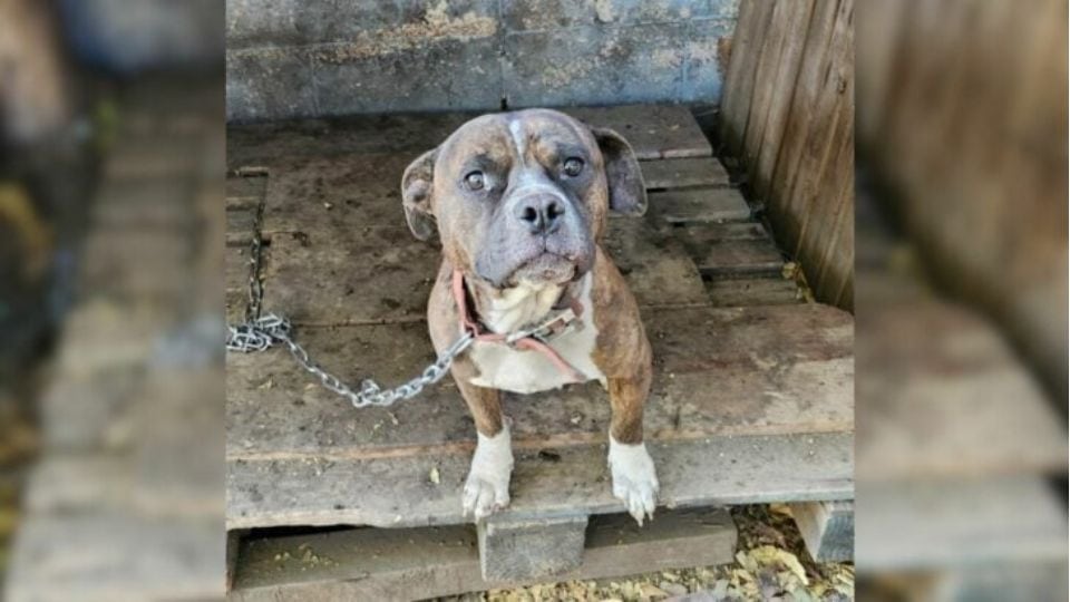 Police Rescue Three Starving Dogs Chained Behind a Shed