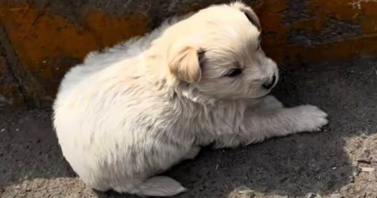 Driver Finds Puppy Struggling To Find Shelter Under the Harsh Sun