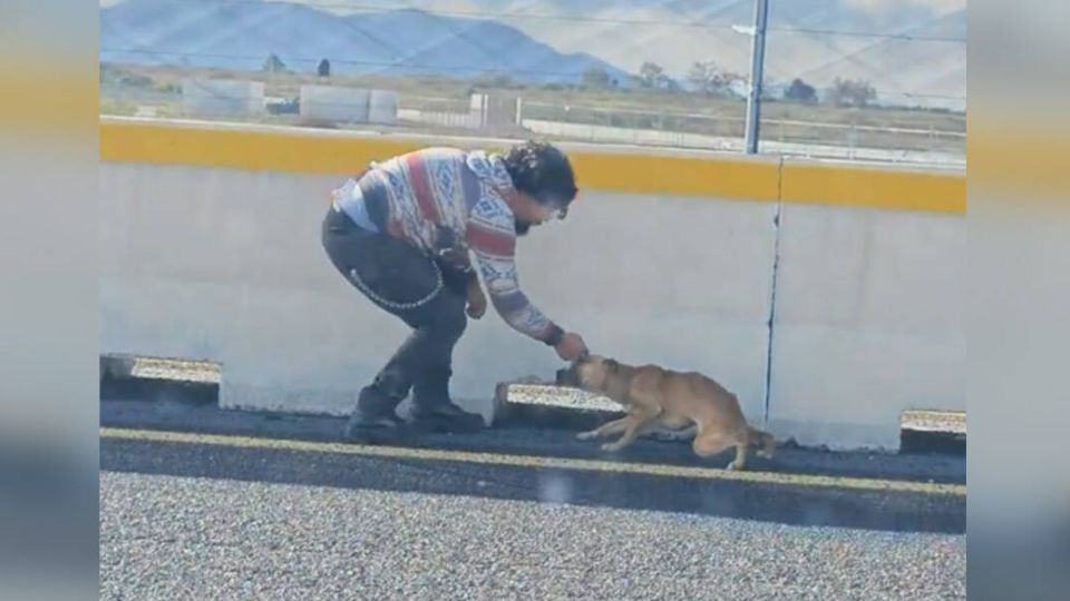 Stray Dog Found Alone on Busy Highway Finds Safety and Love in Her Rescuers’ Arms