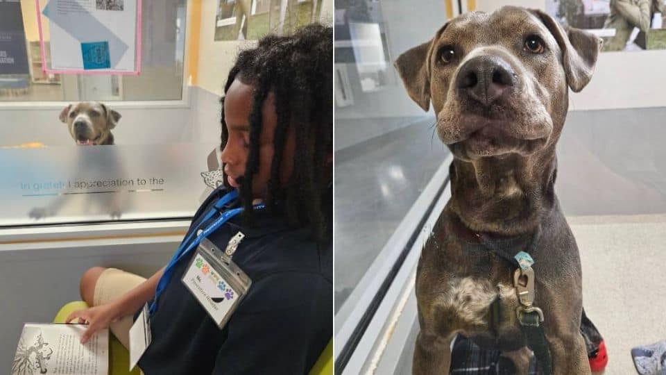 New Sheltered Pup Finds Calm And Comfort Through Storytime With A Young Volunteer