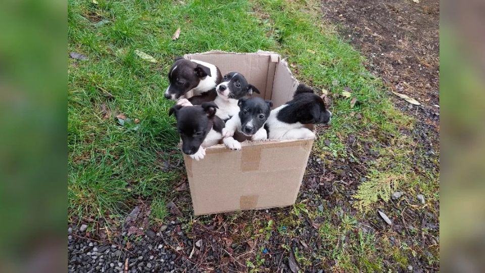 Five Abandoned Puppies Rescued From Busy Roadside Begin New Lives