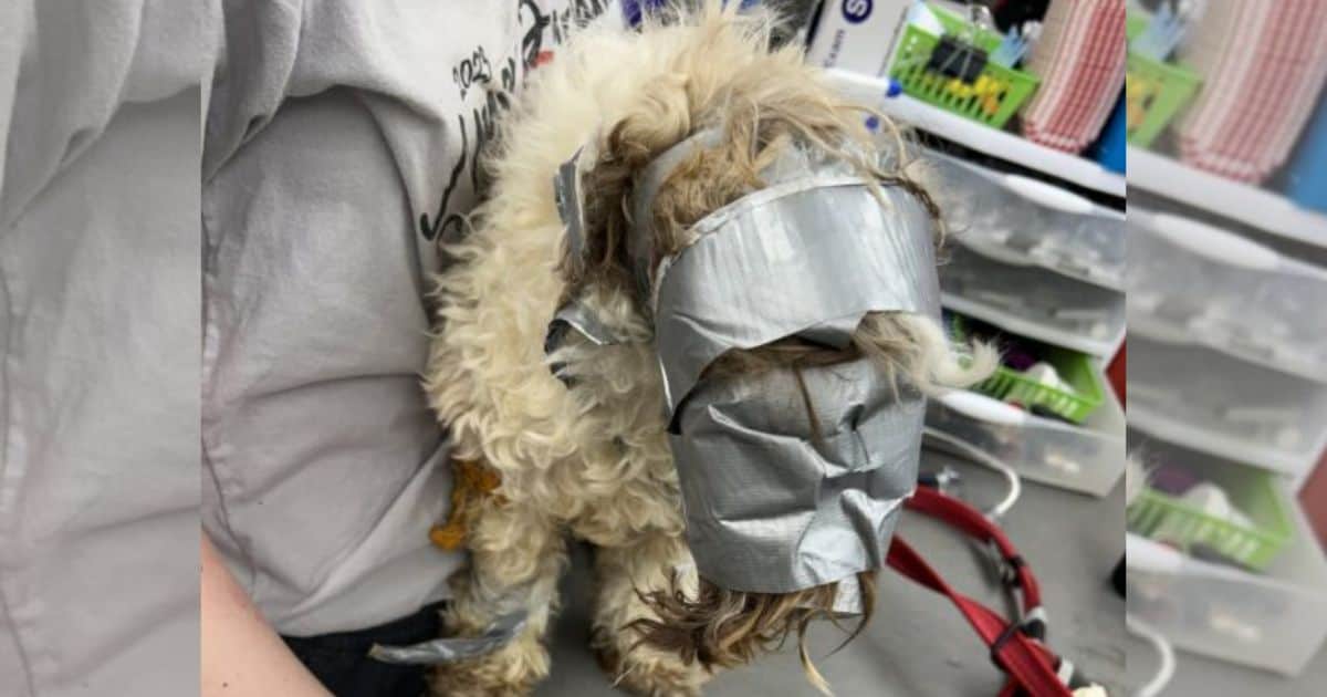 Poor Dog Found with His Face And Body Wrapped In Duct Tape Cries Out For His Owner