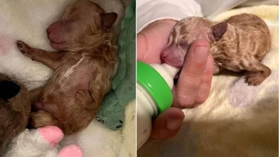 Abandoned Puppy With Deformed Leg Finds Love And Happiness In A New Family