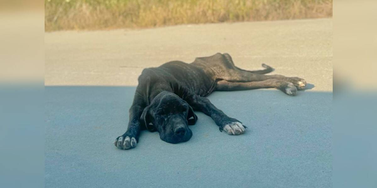 Starving Dog Collapses In The Road But Still Wags Her Tail