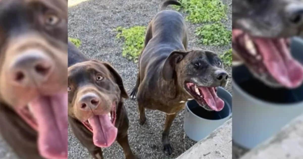 Family Requests Euthanasia for Their Two Dogs, Shelter Refuses to Follow Through