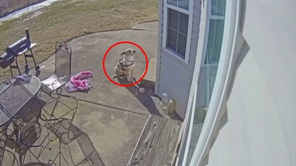 Freezing Dog Knocks On Random Door Crying And Finds The Warmth He Needed Most