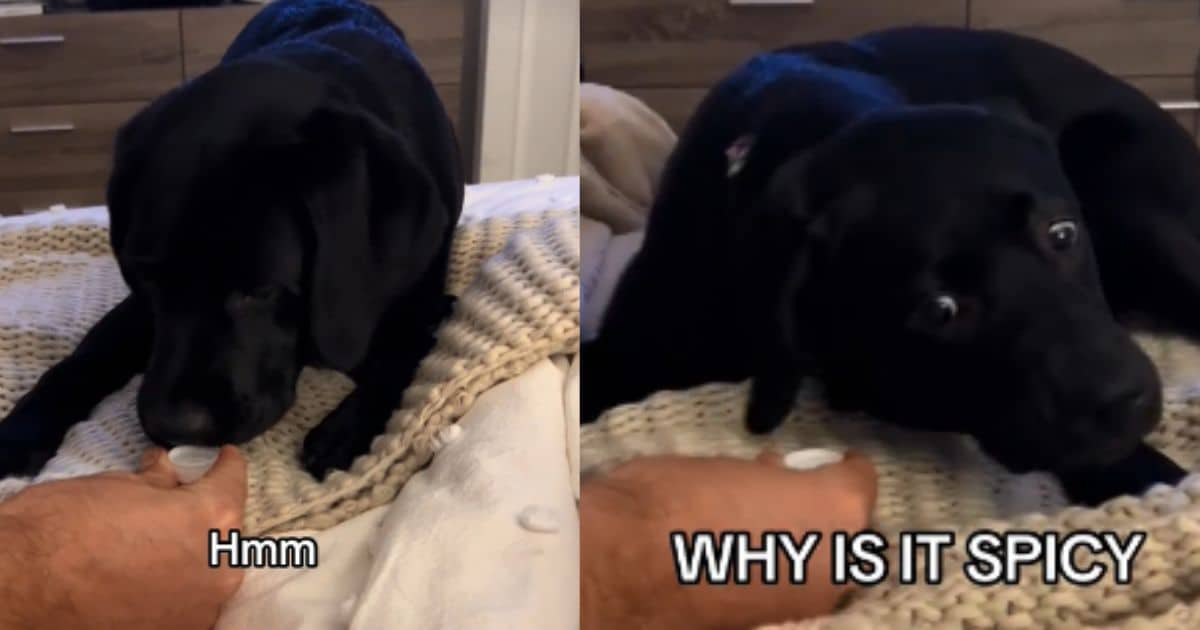 Black Lab’s Hilarious Reaction After Tasting Sparkling Water For The First Time Will Make Your Day