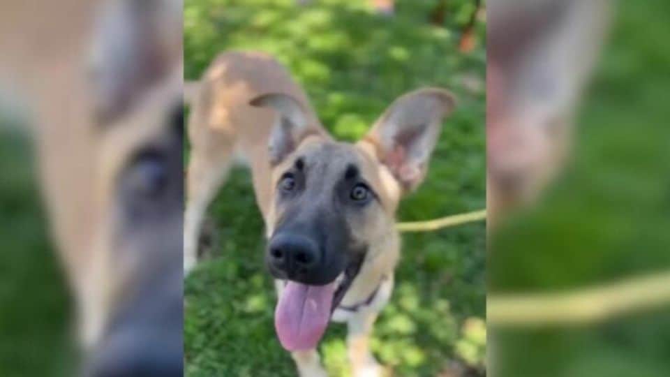From Heartbreak to Hope: Flora the German Shepherd’s Fight for a Second Chance
