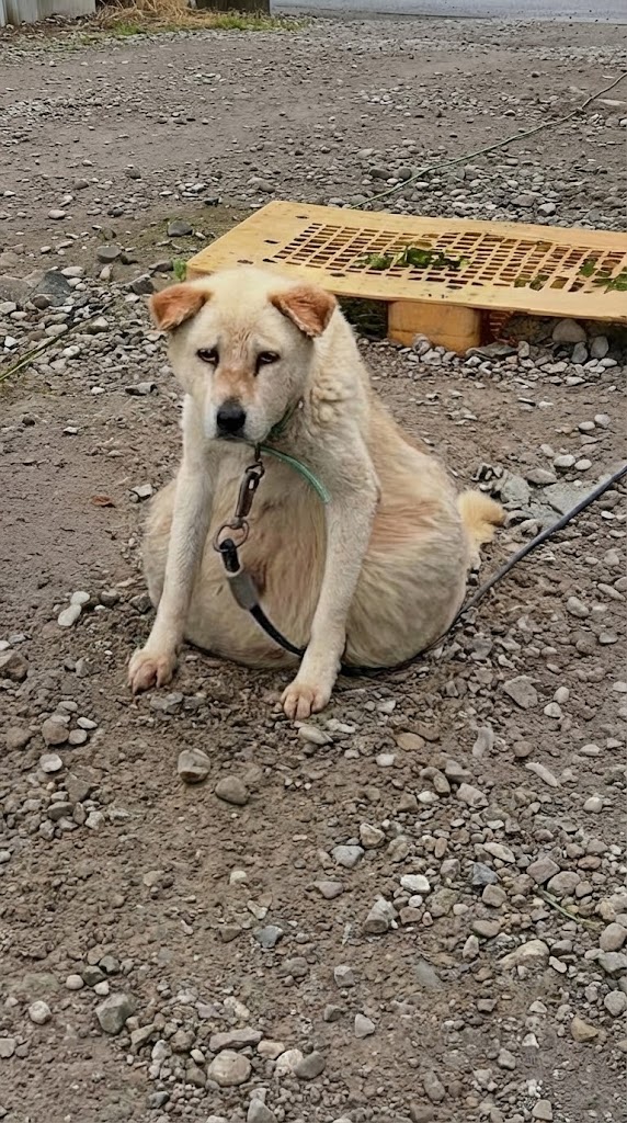 Sixteen Years on a Chain — And She Still Wagged Her Tail When Help Finally Came