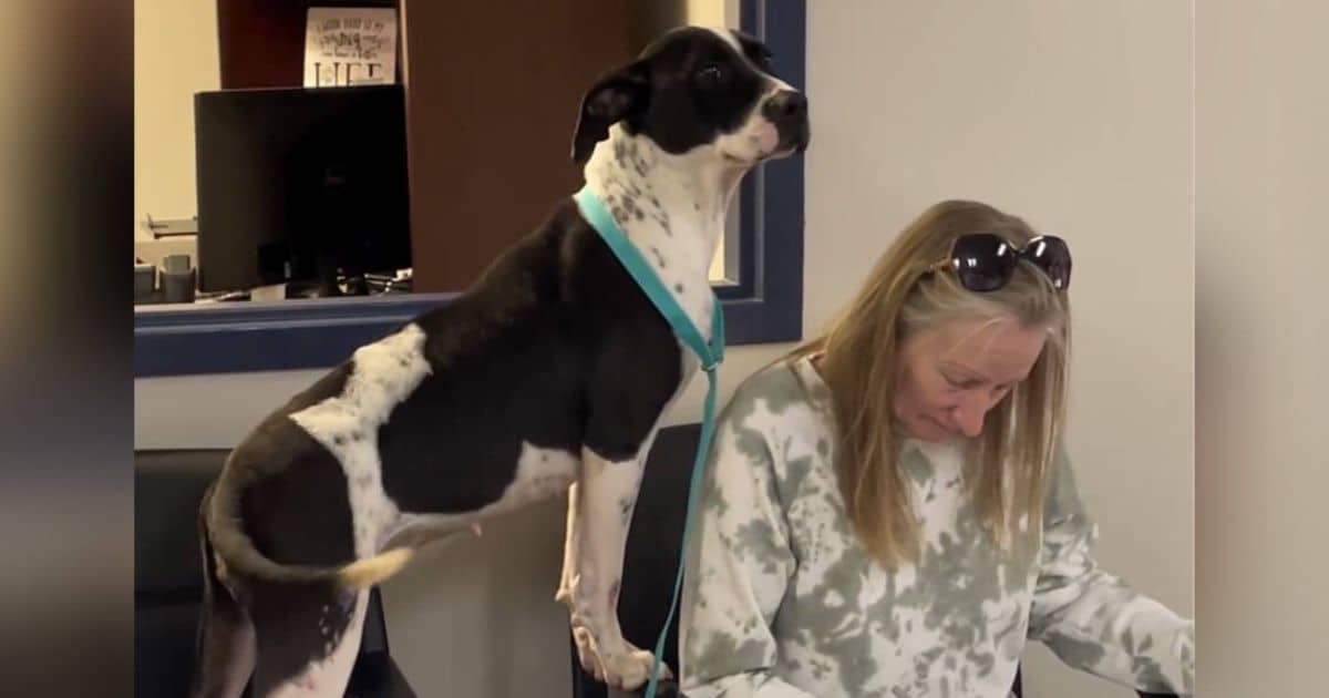Shelter Dog’s Joy Is Contagious As New Mom Fills Out Forms To Take Her Home