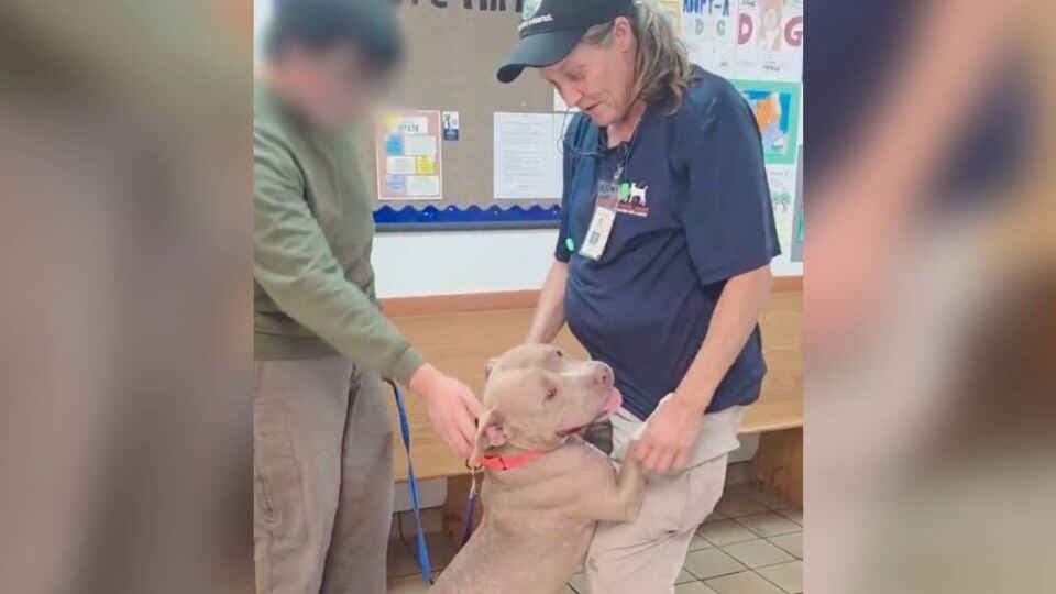 The Dog Who Waited For A Family That Never Returned