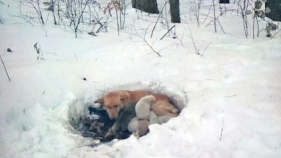 Mother Dog Who Saved Puppies From Snow Still Dreams of a Forever Home