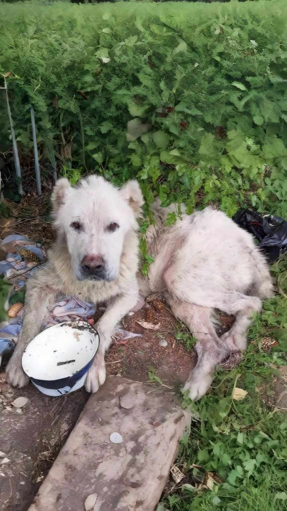 He Lay by a Rusted Fence — Until One Bowl of Water Changed Everything