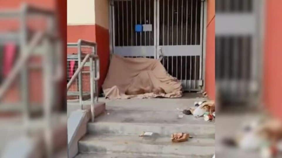 Passerby Spots Unmoving Creature On Metro Stairs And Makes A Heartbreaking Discovery