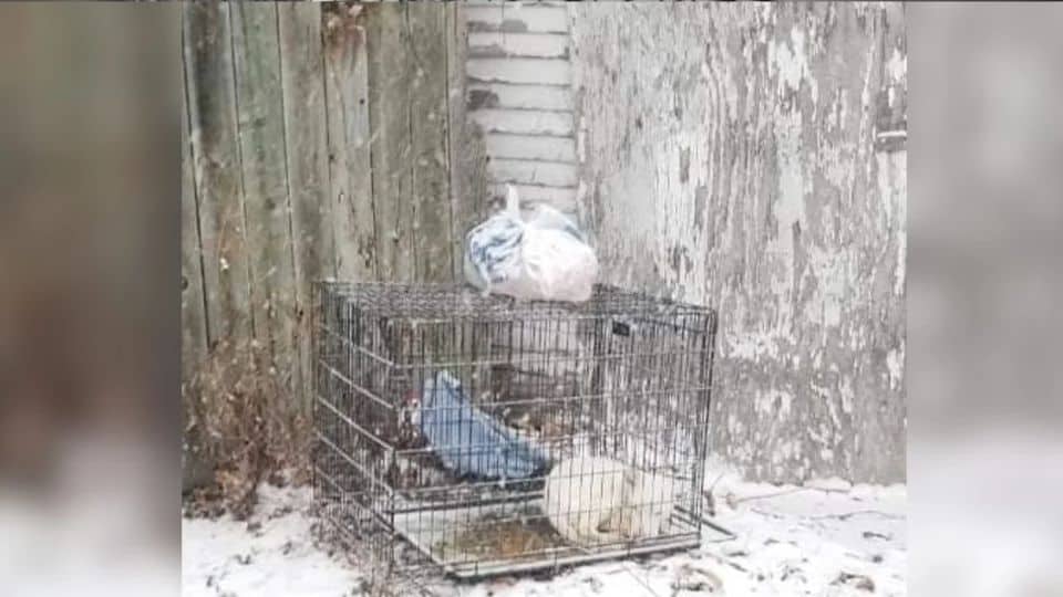 Tiny Freezing Pup Left In A Crate Learns What A Real Home Feels Like