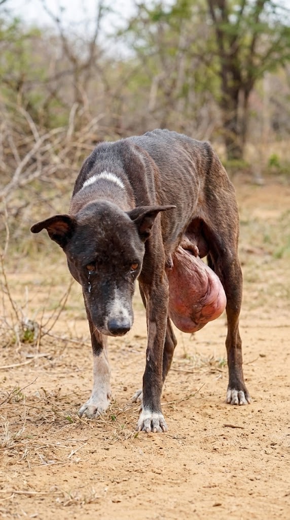 He Carried Nearly 5 Pounds of Pain for 10 Years — Until One Night Changed Midnight’s Life